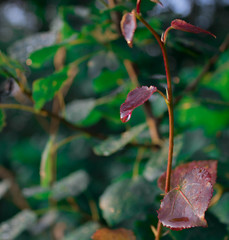 Lonly read leaves with a soft background of green leaves.