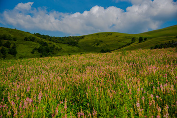 Fototapeta premium Springtime landscape