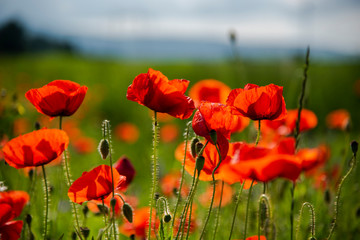 Obraz premium Beautiful poppies field