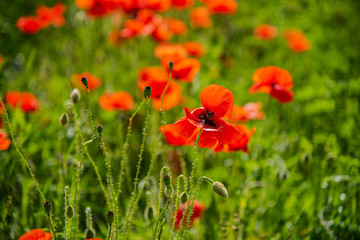 Beautiful poppies field