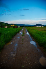 Fototapeta na wymiar rural road in the countryside