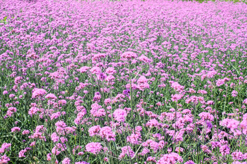 Obraz premium Pink flowers garden field with copy space for you design, background concept.