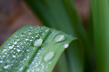 Water drops on a green leaf in a garden