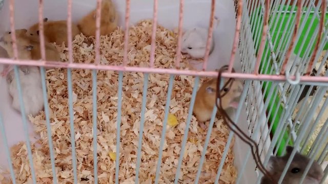 The hamster is in a cage