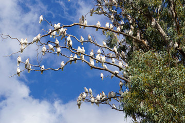 A Flock of Corellas perching on the Branches of a Tree