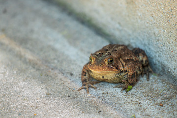 Toad on concrete
