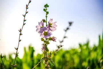 Beautiful flowers in the springtime