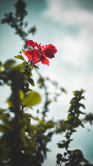 branch with red berries