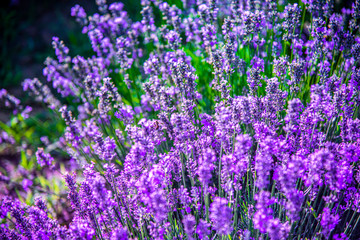 Naklejka premium lavander field