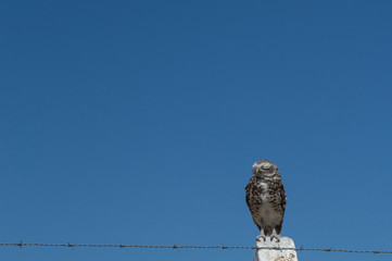 Little Owl Vizcachera Athene cunicularia on concrete pole and barbed wire