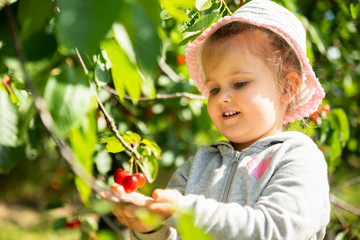 Cute Girl Picking Cherries