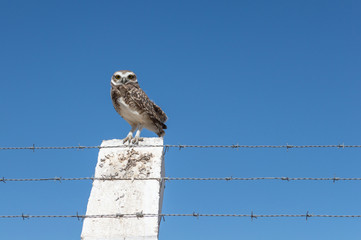 Little Owl Vizcachera Athene cunicularia on concrete pole and barbed wire