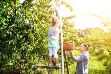 Cute Girl Picking Cherries With Her Mother