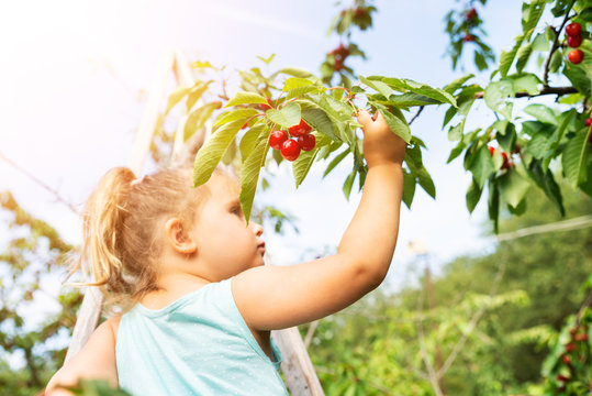 Cute Girl Picking Cherries