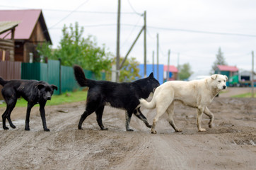 A pack of yard dogs crosses the road in the village of Yakutia on the background of houses and fences.