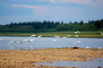 A flock of wild Northern white birds seagulls flies waving wings over the country of iron garbage and empty bottles over the Bank of the river Viluy in Yakutia of the taiga spruce forest.