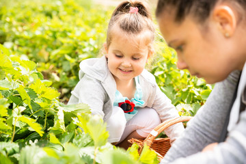 Girl Picking Strawberries Together With Her Mother