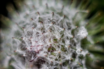 Inflorescences of woolly burdock (Arctium tomentosum) macro