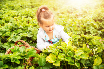 Cute Girl Picking Strawberries