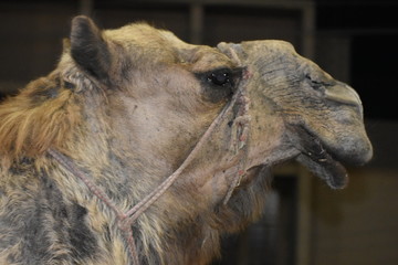 head of camel