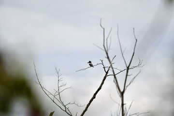 A phto of Belted Kingfisher perched on a tree.    Burnaby lake BC Canada