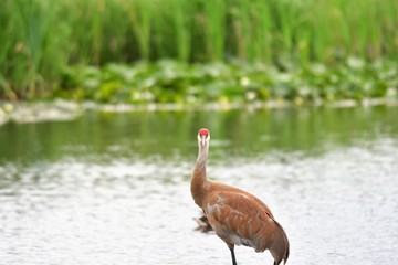 Fototapeta premium Sandhill Crane standing in the lake. Burnaby lake BC Canada