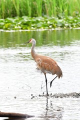 Sandhill Crane　standing in the lake. Burnaby lake BC Canada
