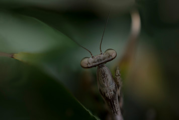 Mantis sobre hoja