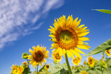 Sunflower in Zama Sunflower Farm(座間ひまわり畑のひまわり)