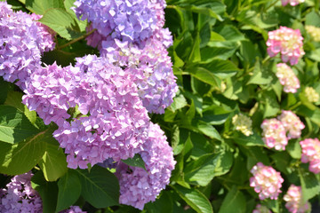 Fototapeta premium Hydrangea flowers
