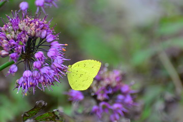タマムラサキの花にとまる黄色の蝶です。