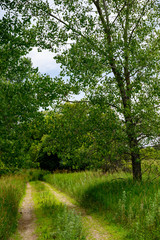 Rural dirt road along grass pasture field
