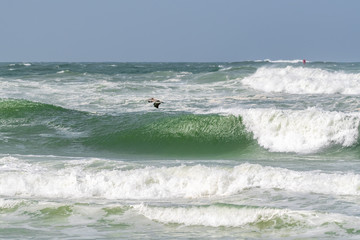Pelican flying over the Gulf of Mexico