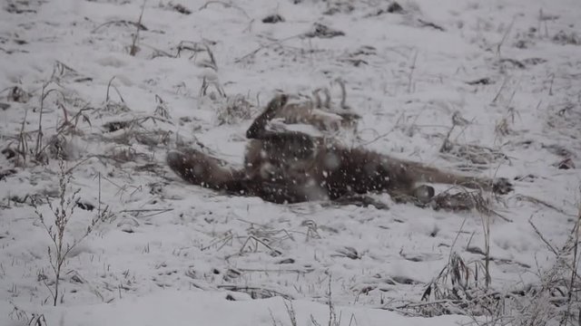 Wolf rolling around in freshly fallen snow.