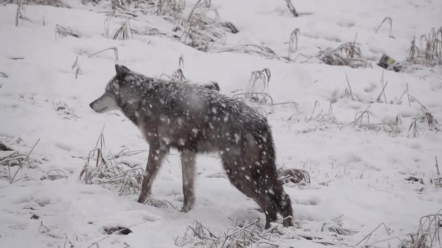 Wolf looking at the camera during an intense snowstorm.