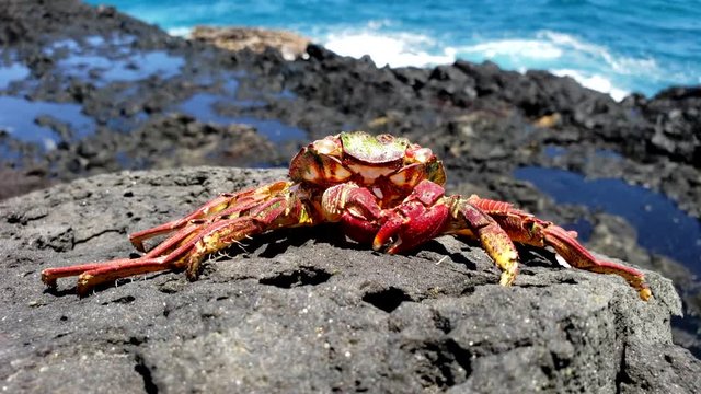 large molted shell left by hawaii black rock crab, slow motion
