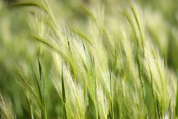 Abstract waves of grass in field, motion and movement