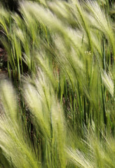 Abstract waves of grass in field, motion and movement