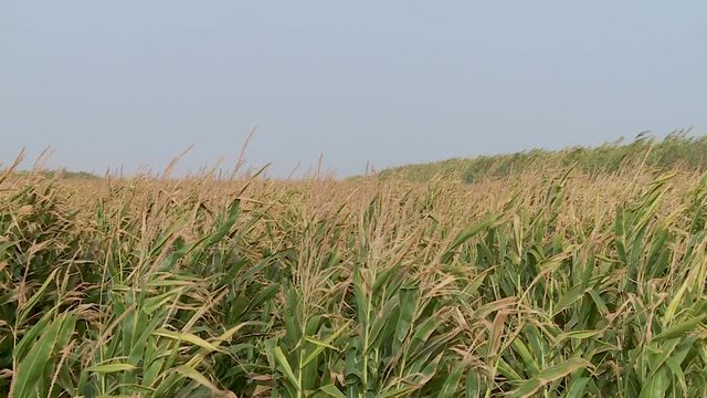 Ears of corn in a field moving with the wind, South Morocco - mid shot