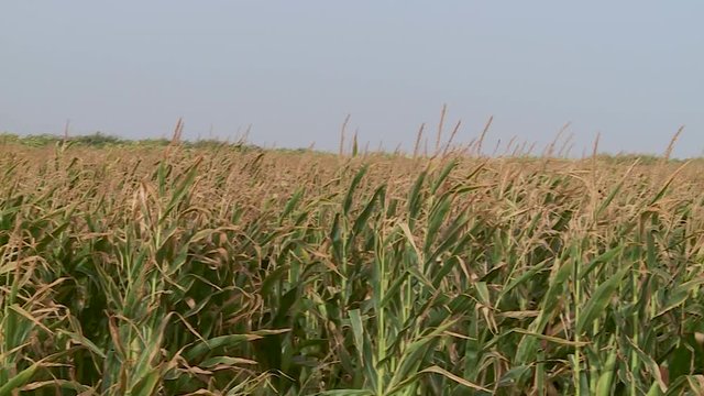 Ears of corn in a field moving with the wind, South Morocco - Right Dolly pan