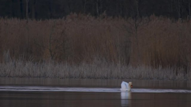 Mute swan Cygnus olor far in lake in evening