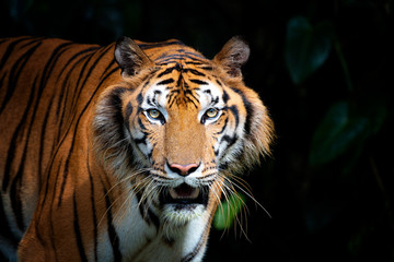 Fototapeta na wymiar Tiger head