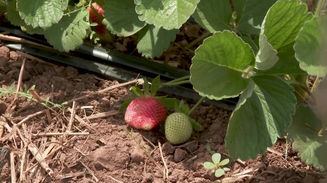 Close-up Strawberry Bush With Green And One Red Berries Grow On The Ground