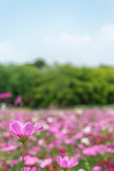 Pink flower Mexican Diasy or Cosmos, Marigold
