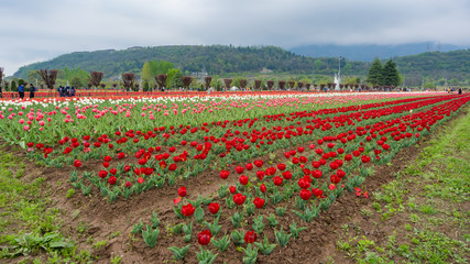 Beautiful tulip flowers is a veritable Eden of Indira Gandhi memorial tulip garden is Asia largest...