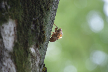 真横から撮影したセミの抜け殻