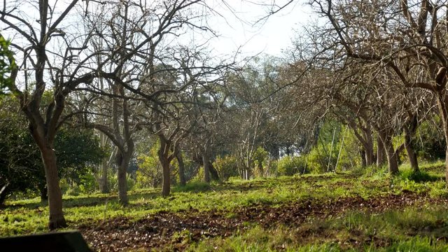 Orchard of leafless persimmon trees on a farm. TILT UP SHOT
