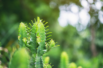 Naklejka premium Closeup image of euphorbia ingens cactus