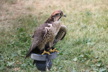 hawk in flight