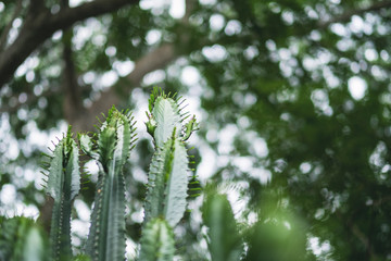 Closeup image of euphorbia ingens cactus